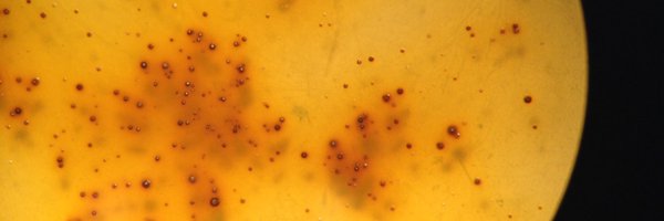 lintonmicro Profile Banner