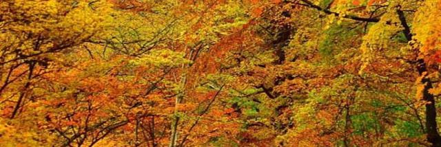 KimberlyS_74's profile banner image