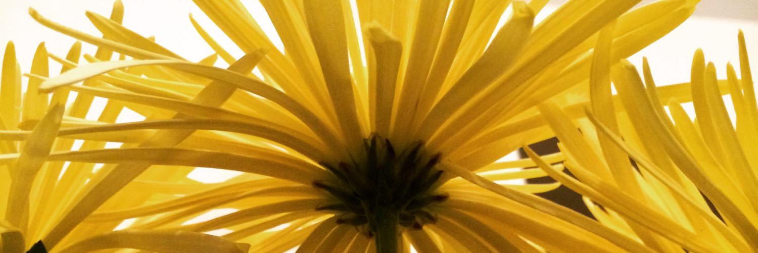 soliloquist66's profile banner image