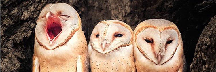 mswongie's profile banner image