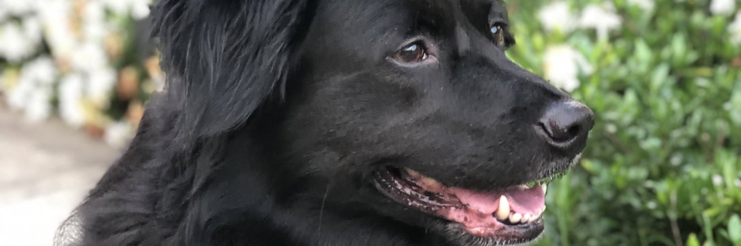 Lexitrolinger's profile banner image