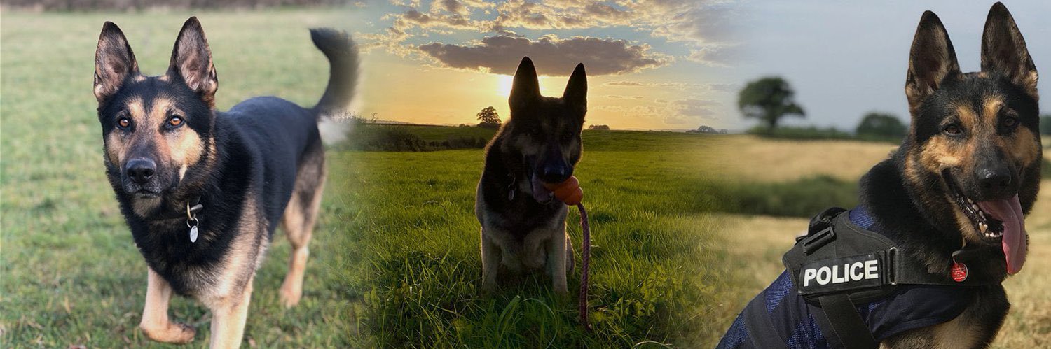 Retired Police Dog Quest's banner
