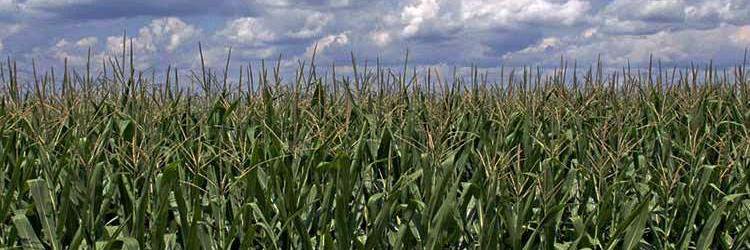 OH Ethanol Producers banner