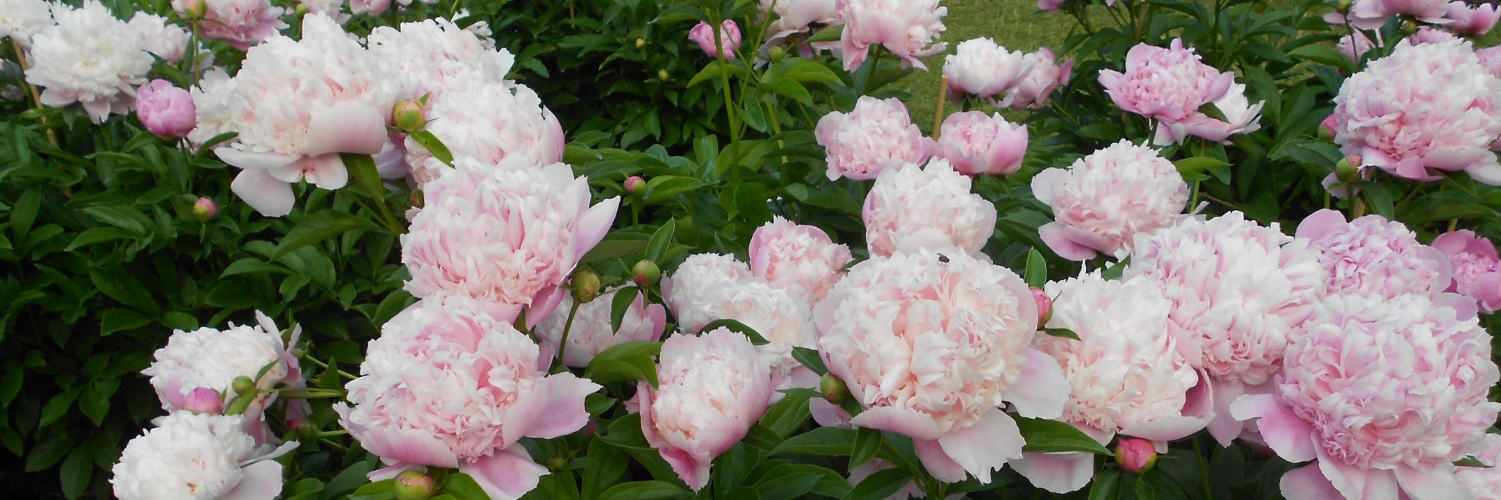 ashleylmo's profile banner image