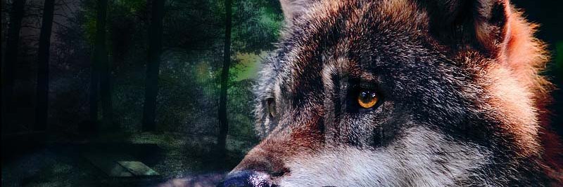 n_forest98's profile banner image