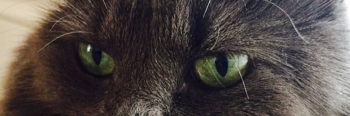 Tamith's profile banner image