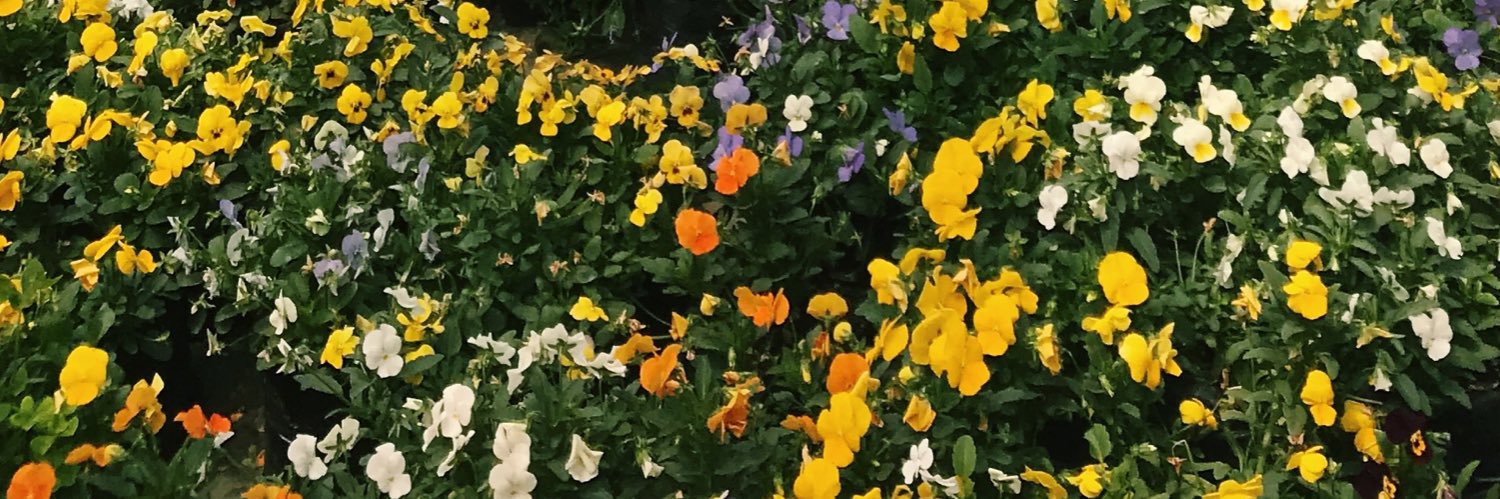 SarahReagan's profile banner image