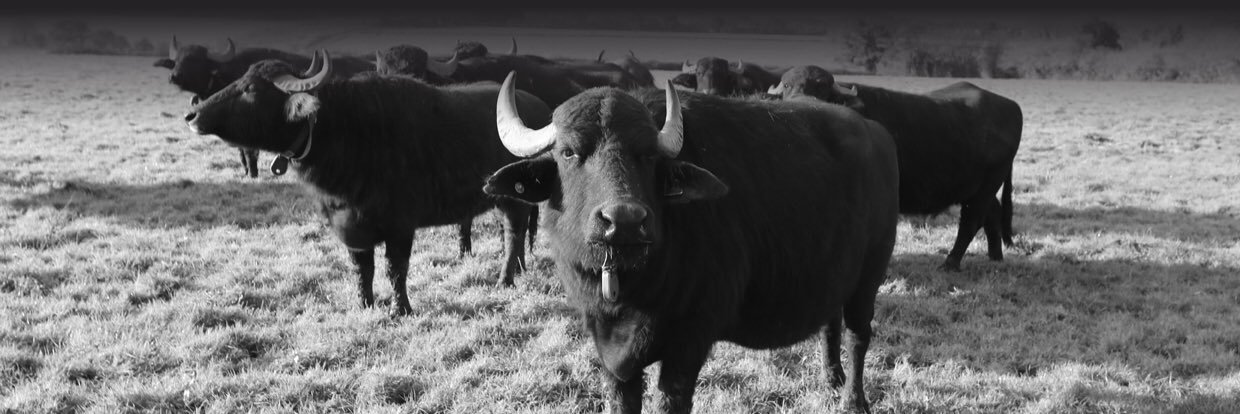 Jody Scheckter banner