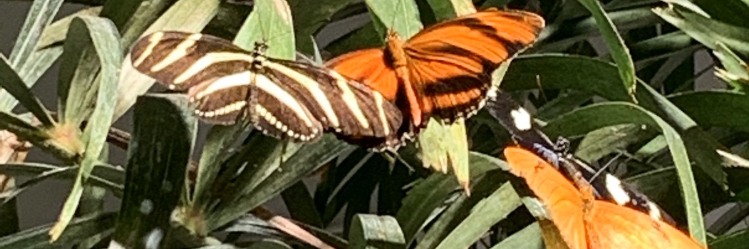 Ellen Zimmerli banner