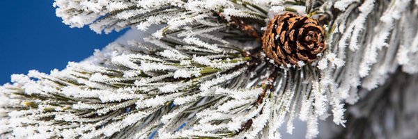 DestYellowstone Profile Banner