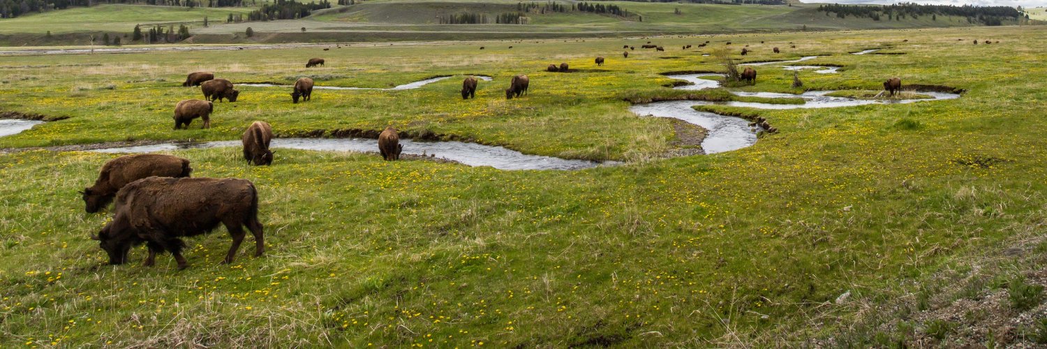 Destination Yellowstone banner