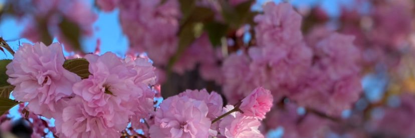 Audryn Damron, NBCT banner