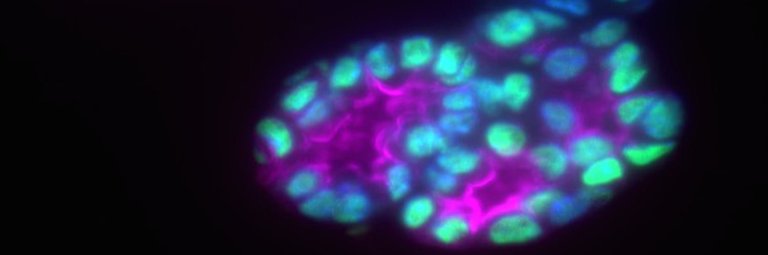 thollenbergmd's profile banner image