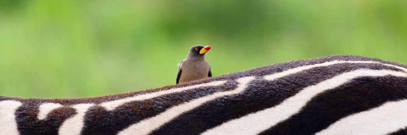 nimtreeWildlife's profile banner image