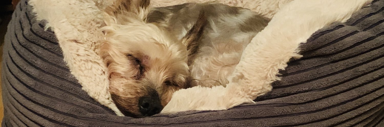 𝒟𝒶𝓃𝒾ℯ𝓁𝓁ℯ banner