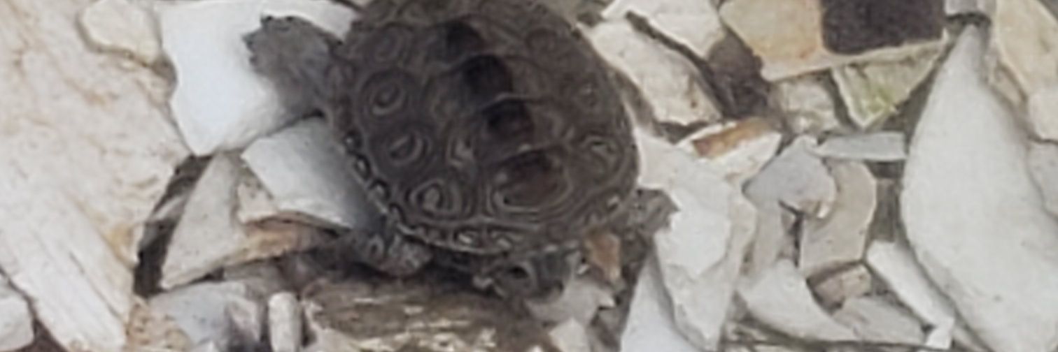 Jessica Watson banner