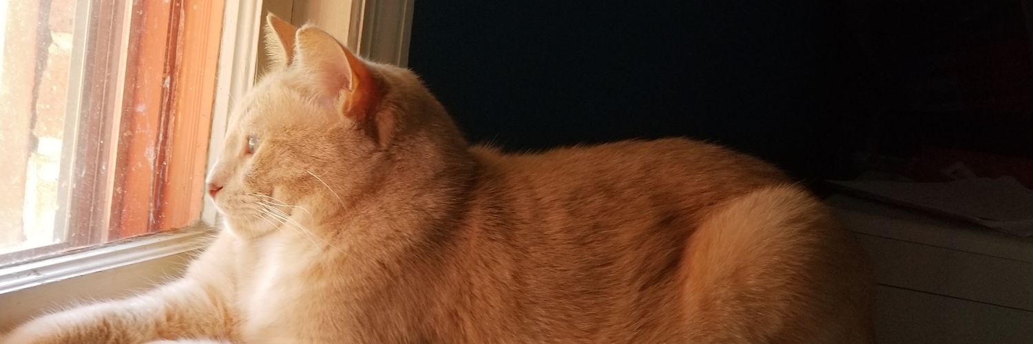 VeeBee127's profile banner image