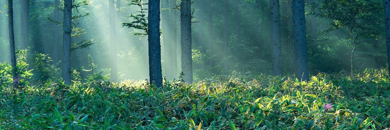 _Roe_Deer's profile banner image