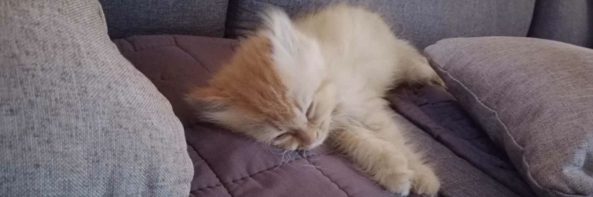 dashamess_'s profile banner image