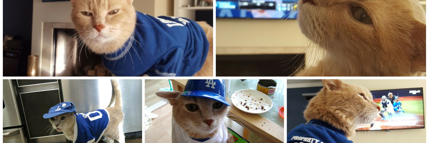 Rally Cat banner