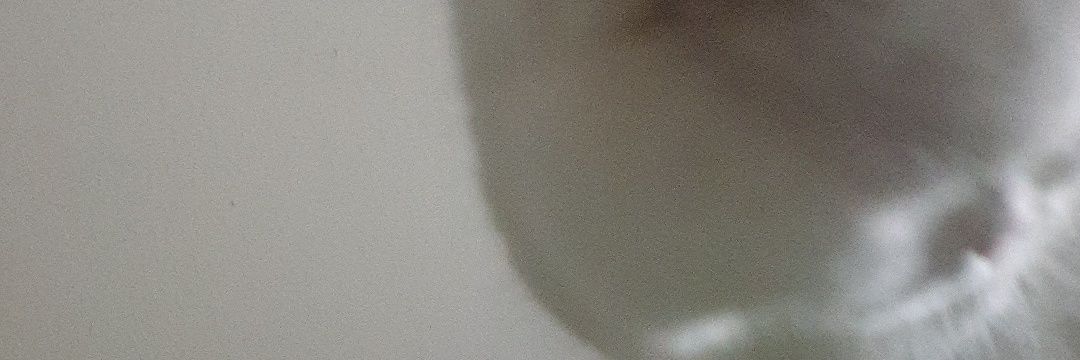 Twitter banner for @pie69420