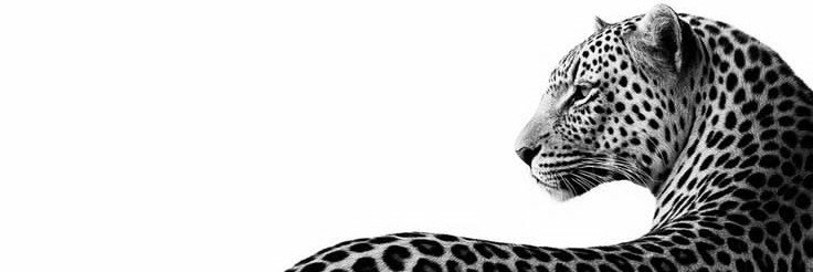 ninibulls's profile banner image