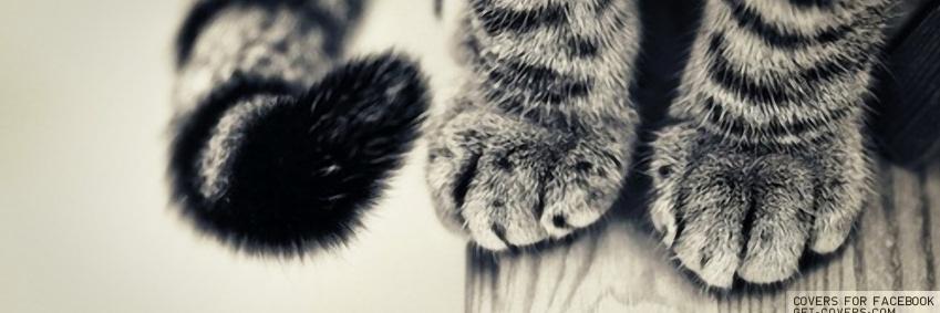 MeowFacts's profile banner image