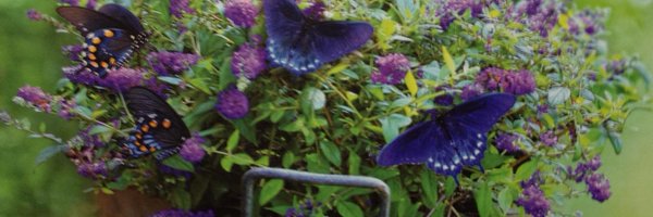 shrinklink Profile Banner