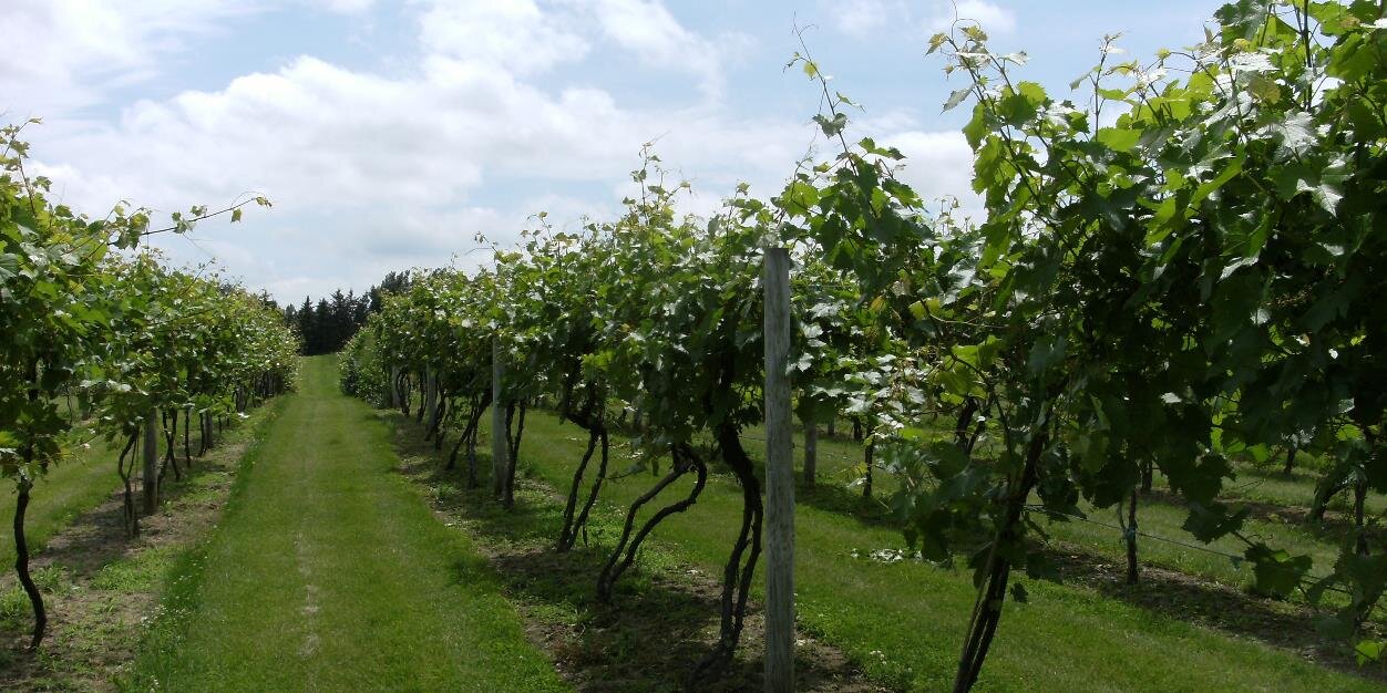 SCV_Wines's profile banner image