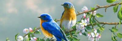 Barn_sparrow's profile banner image