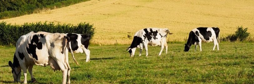 MeatCotswold's profile banner image