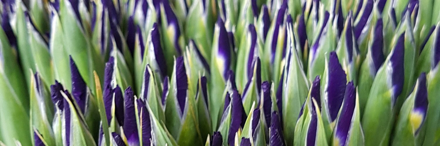 Redfordflowers's profile banner image