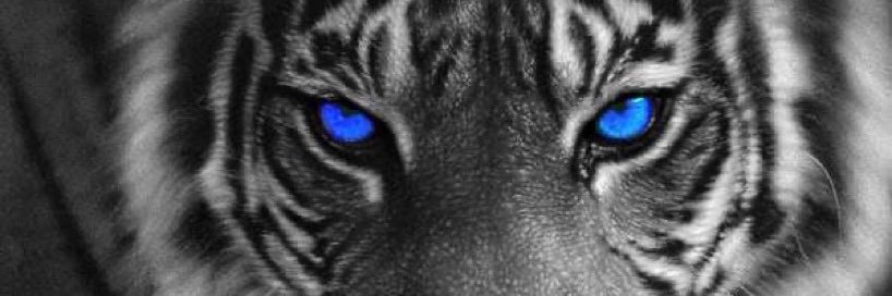 MTigers83's profile banner image