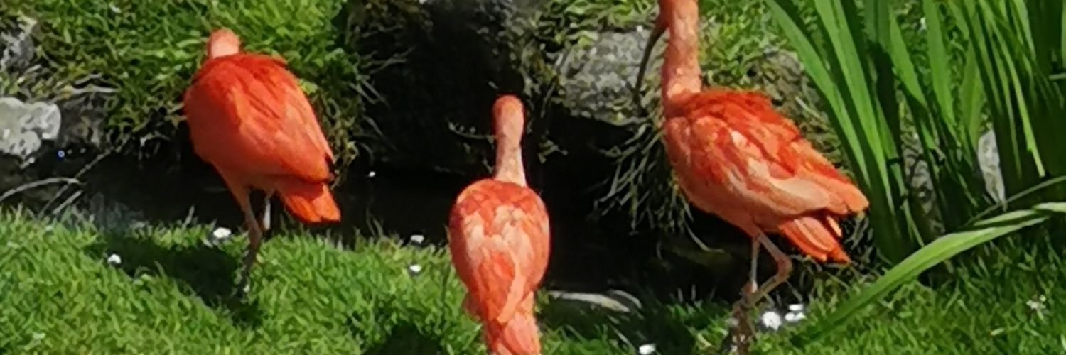 nvanoudenaarde's profile banner image