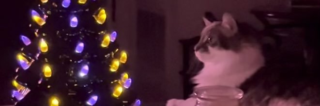 Slitherinshadow's profile banner image
