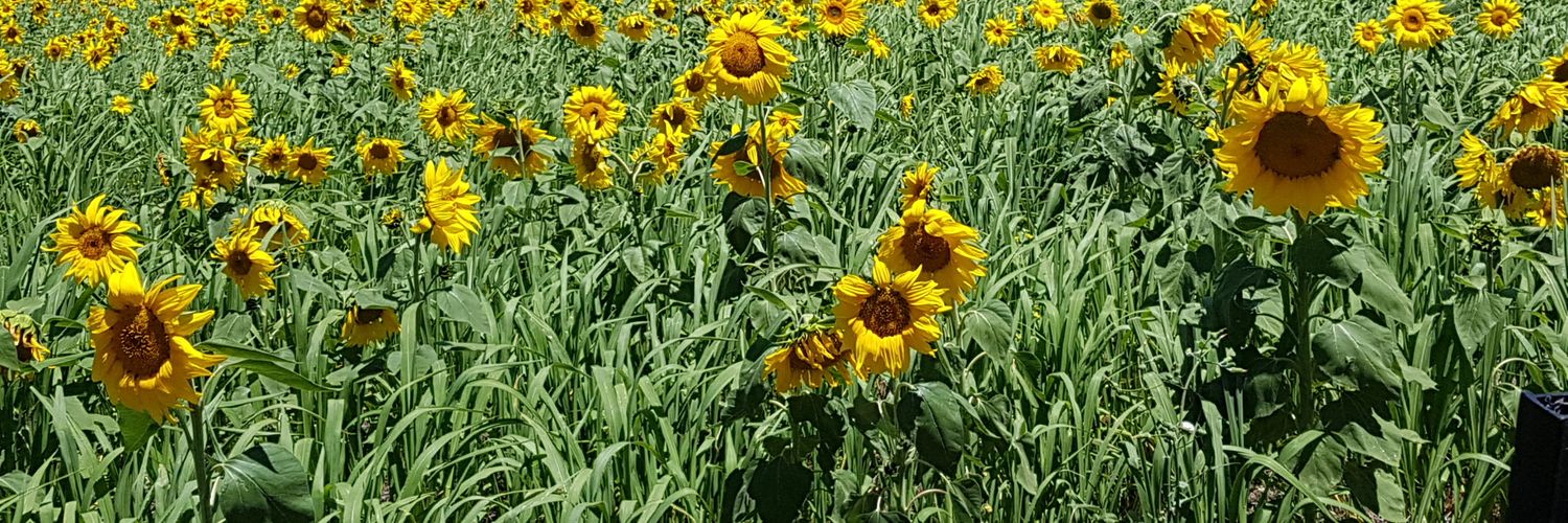 Greenpatch Ag banner