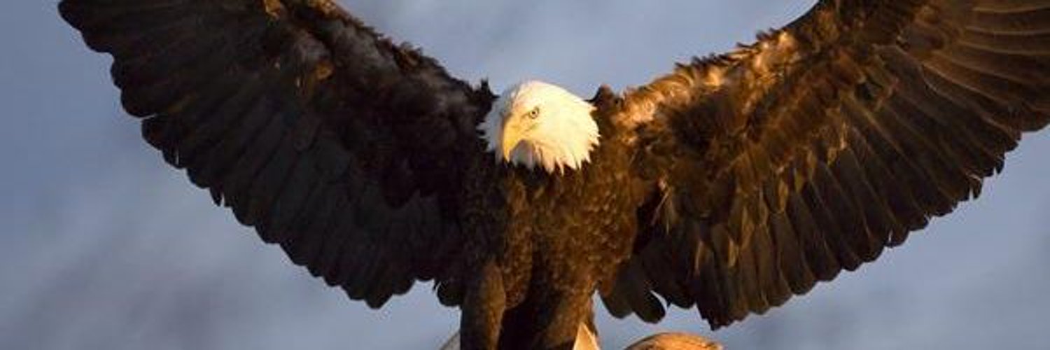 Логотип расправь крылья. Центр расправь крылья орел. Орёл сидит на плече. Центр расправь крылья орел. Орел с расправленными крыльями.