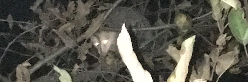 CoconutBrigadier banner