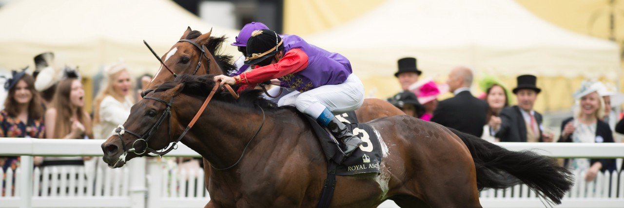 Shade Oak Stud banner