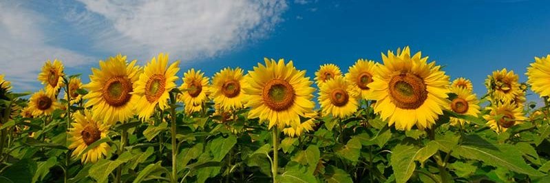 shappireee's profile banner image