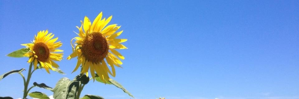 aominexx's profile banner image