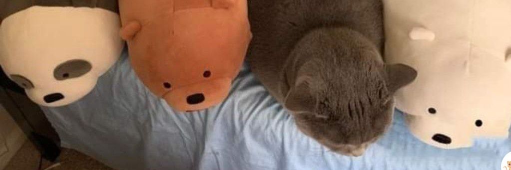 rachmarammon's profile banner image