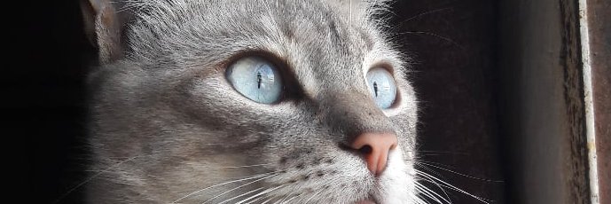 ParroniMalena's profile banner image