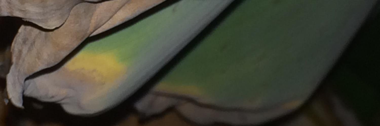 SiebeSc's profile banner image
