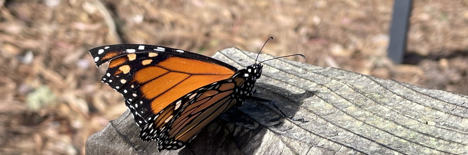 mariposa traicionera banner