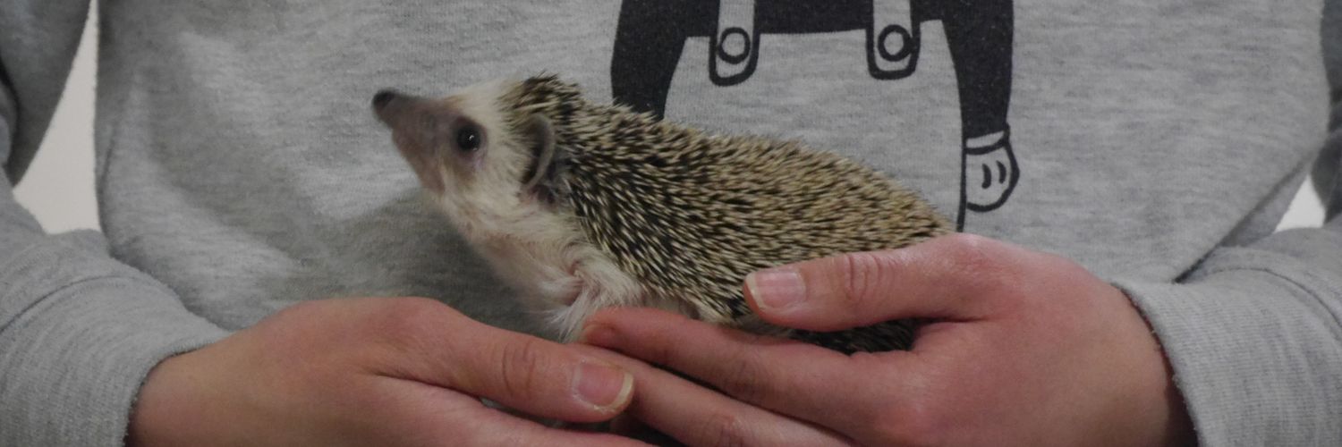 Hedgehog_azuki's profile banner image