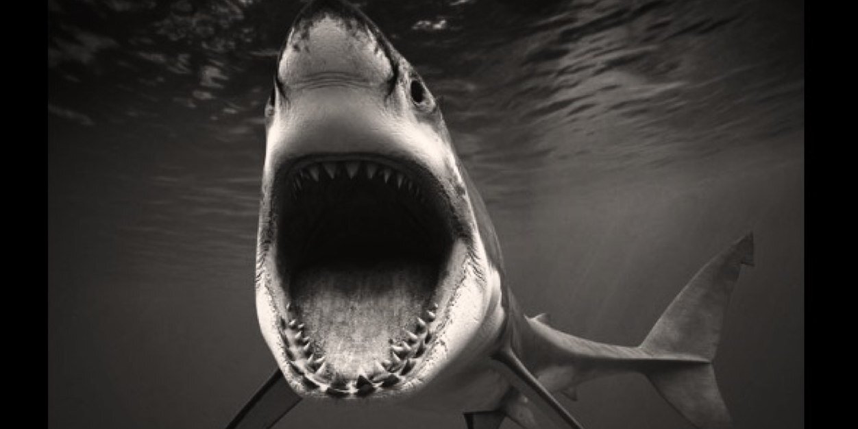 Jordan Walker banner