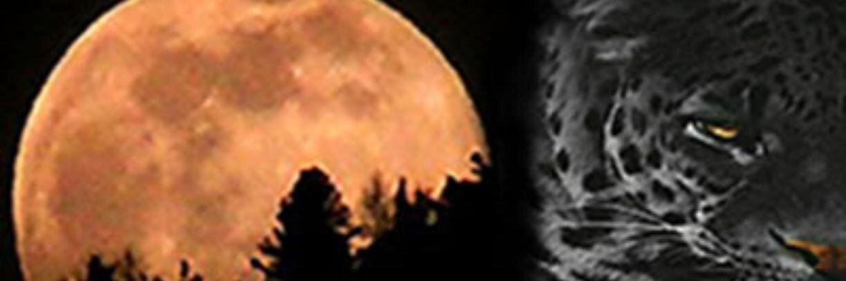 chicablondie's profile banner image