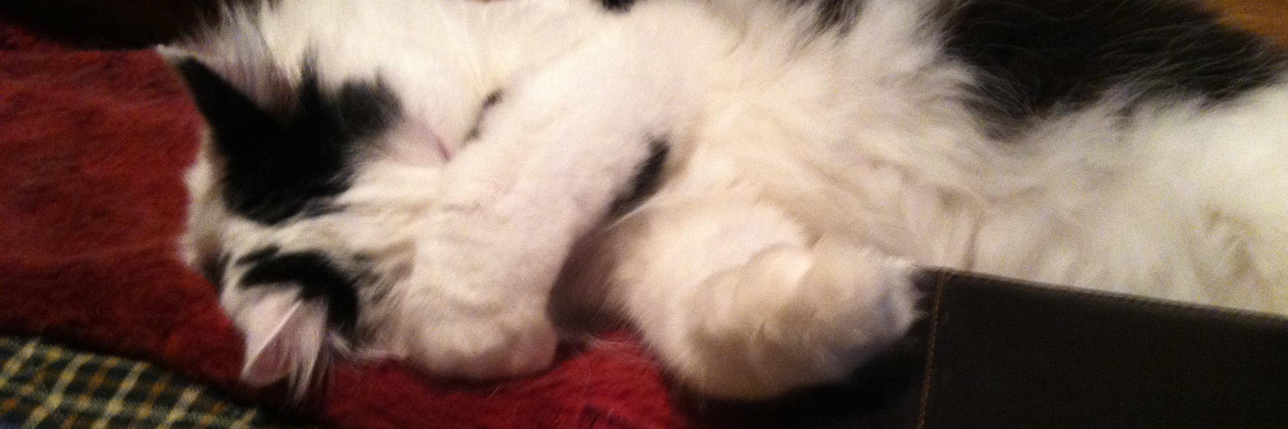 ALifeWithCats's profile banner image