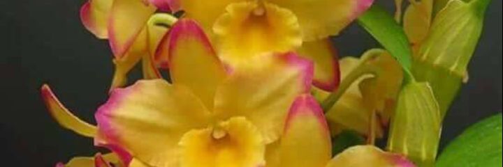 2005_gem's profile banner image